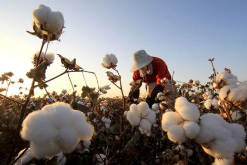 美国对新疆棉制品进口实施禁令，未来美对华服装进口将进一步减少
